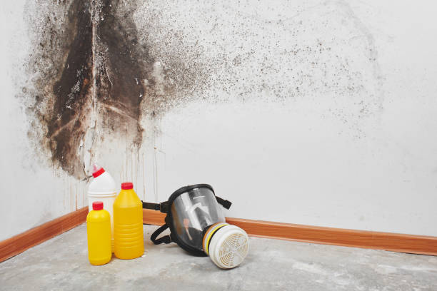 Best Certified Mold Removal  in Ferrysburg, MI