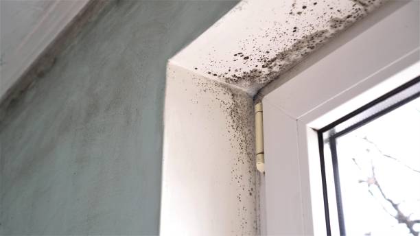 Best Commercial Mold Removal  in Ferrysburg, MI