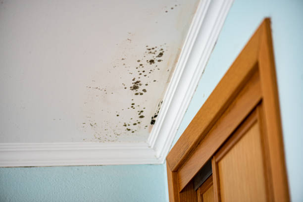 Best Office Mold Removal Services  in Ferrysburg, MI