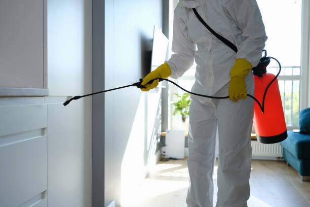 Best Mold Removal Specialists  in Ferrysburg, MI
