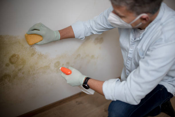 Best Commercial Mold Removal  in Ferrysburg, MI