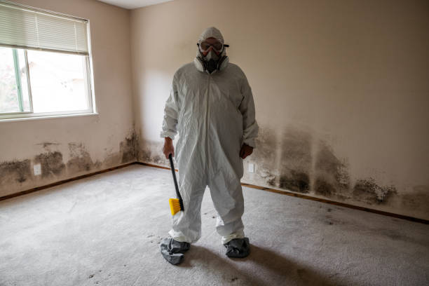 Office Mold Removal Services in Ferrysburg, MI