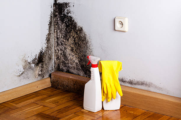 Best Mold Damage Repair  in Ferrysburg, MI