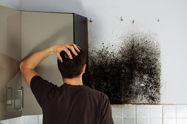 Best Mold Cleaning Services  in Ferrysburg, MI