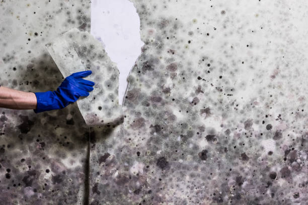 Best Crawl Space Mold Removal  in Ferrysburg, MI