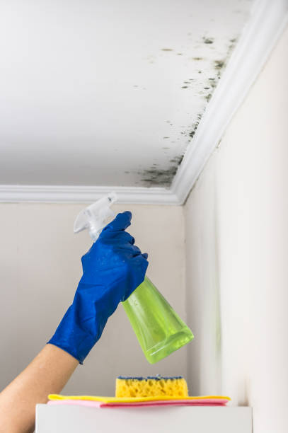 Best Toxic Mold Removal  in Ferrysburg, MI
