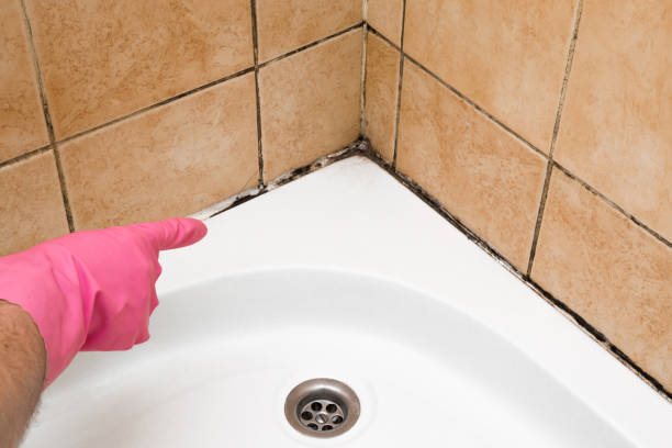 Best Office Mold Removal Services  in Ferrysburg, MI